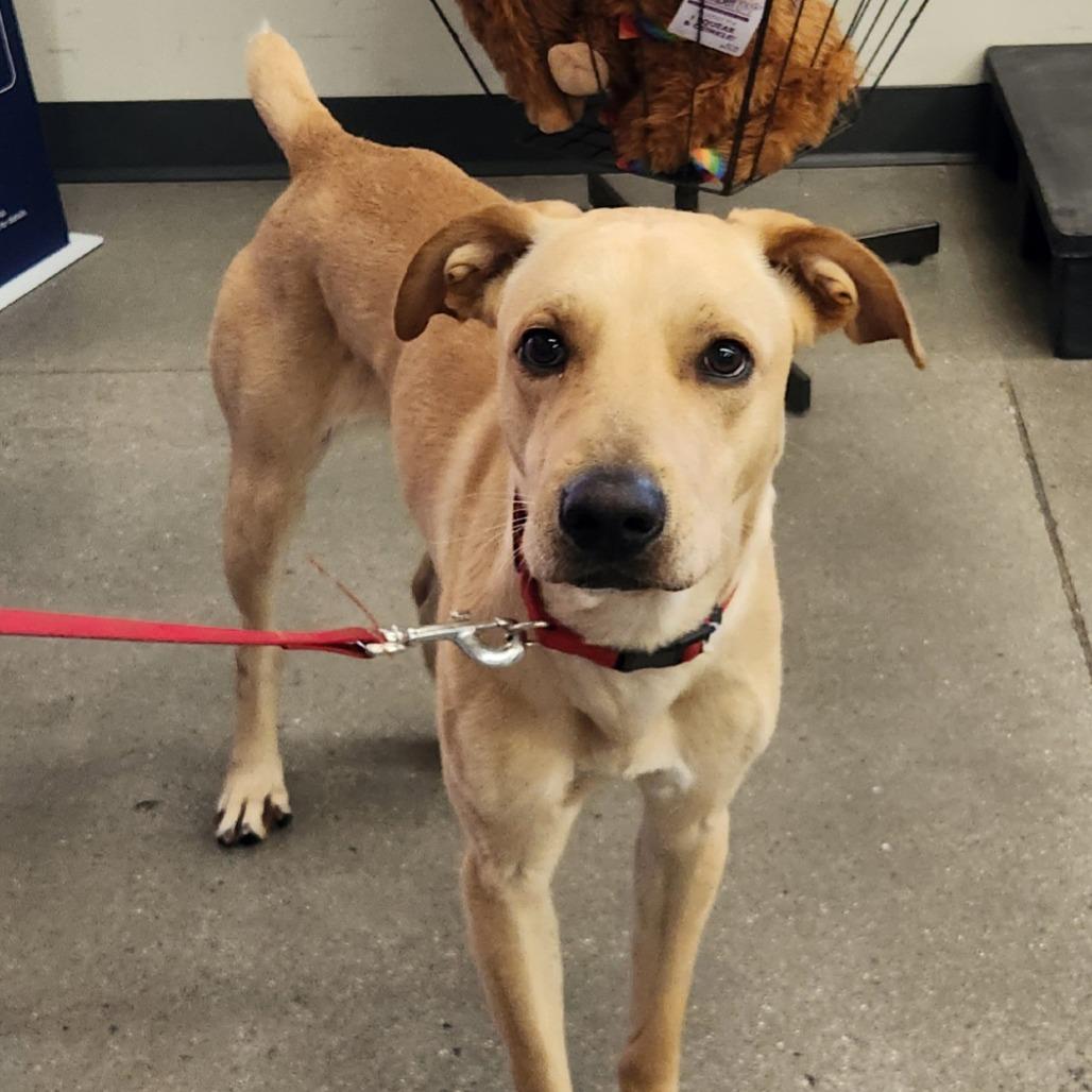 Enlarge Apolo Luna, a Adoptable mixed breed in Las Vegas, NV image 1/5