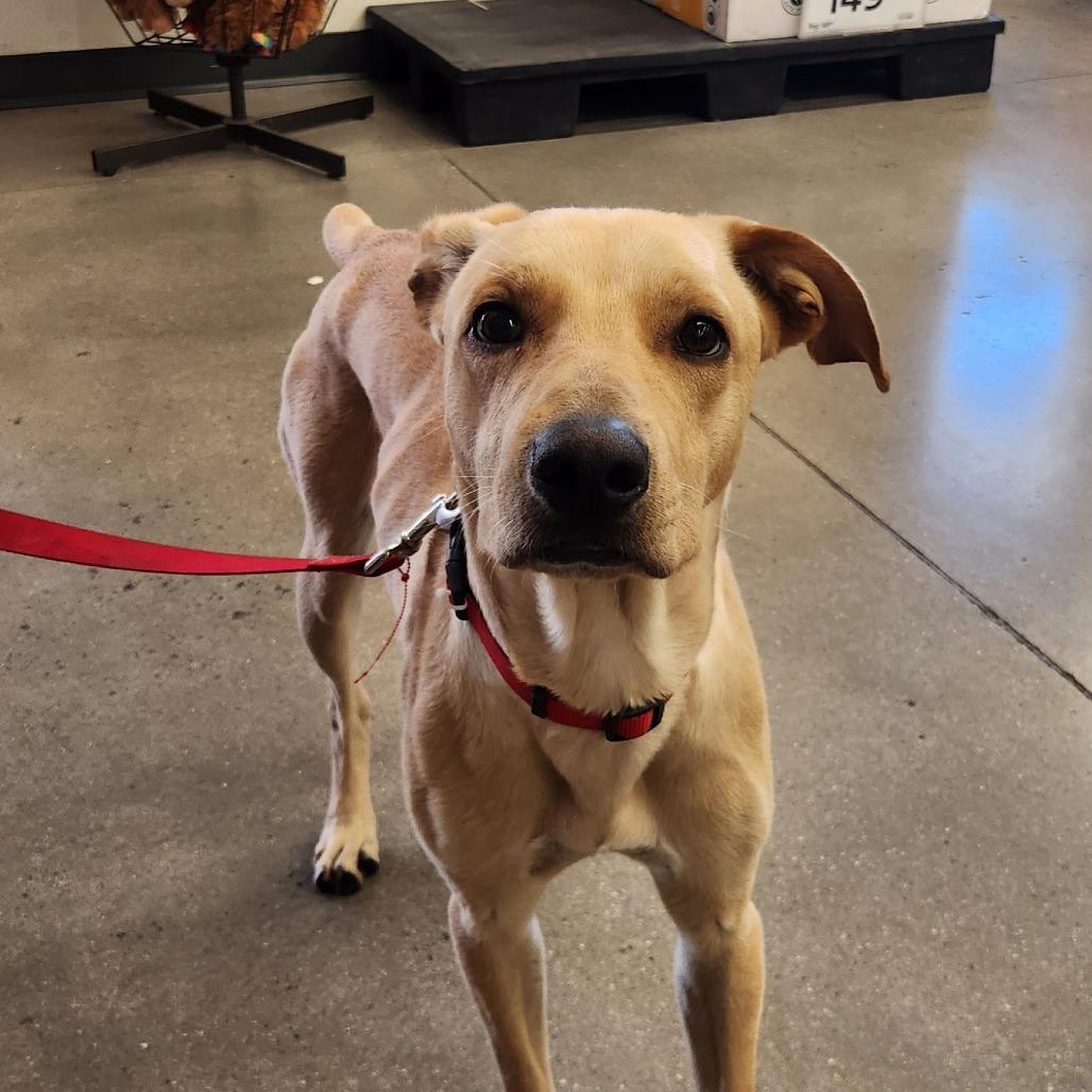 Enlarge Apolo Luna, a Adoptable mixed breed in Las Vegas, NV image 2/5