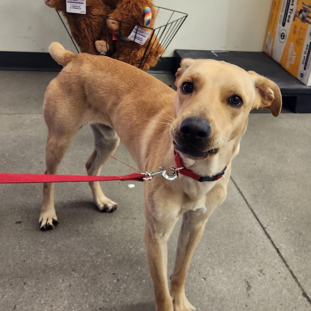 Apolo Luna, a Adoptable mixed breed in Las Vegas, NV image 1/5