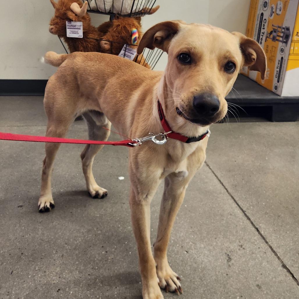 Enlarge Apolo Luna, a Adoptable mixed breed in Las Vegas, NV image 4/5