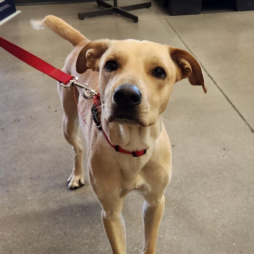 Enlarge Apolo Luna, a Adoptable mixed breed in Las Vegas, NV image 5/5