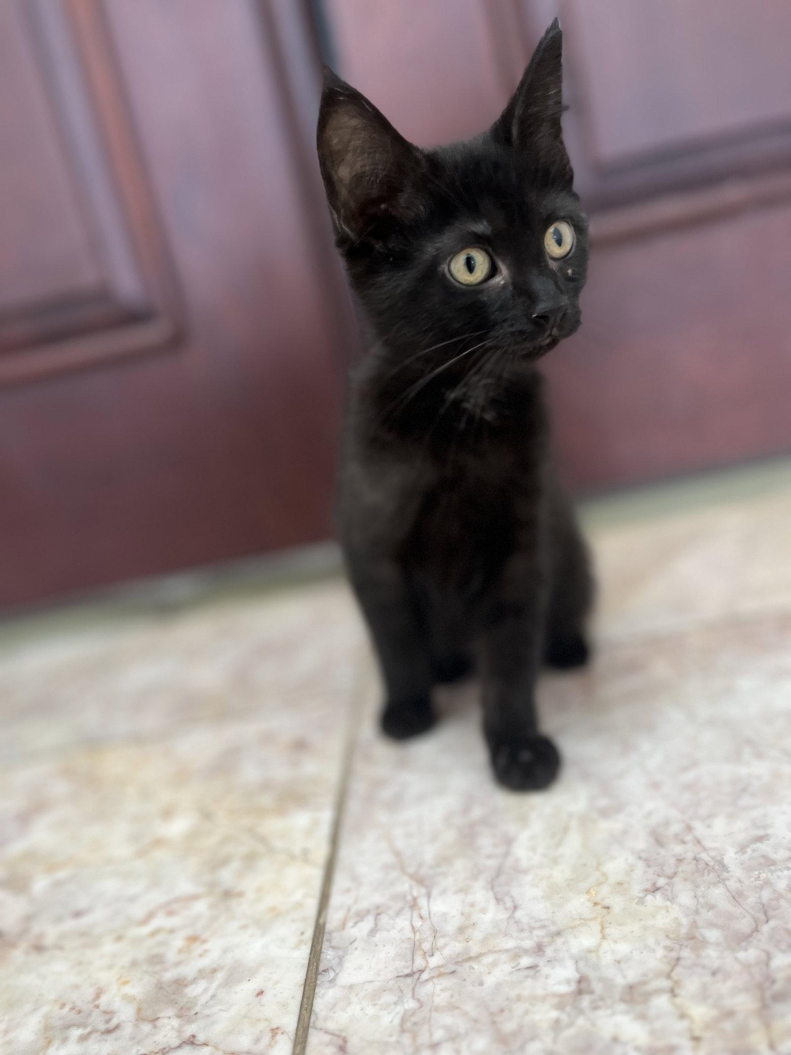 Jasmine, Adopted, Young Female Domestic Medium Hair.