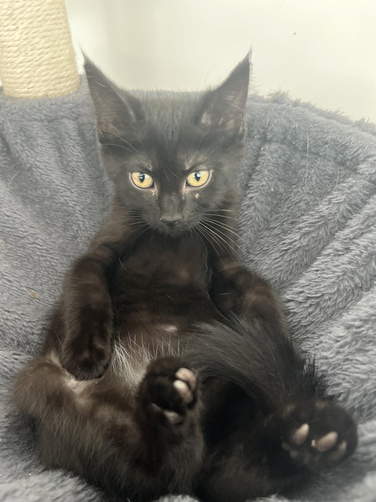 Enlarge Jasmine, a Adopted Domestic Medium Hair in Columbus, IN image 2/2