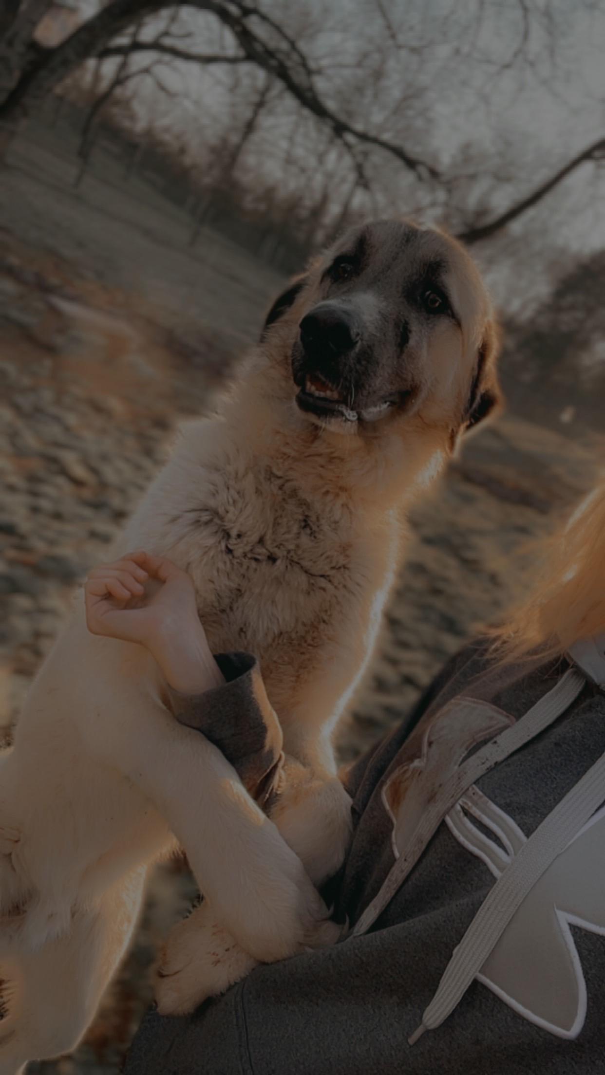 Enlarge Baloo, an adopted Anatolian Shepherd in Loudon, TN image 3/4