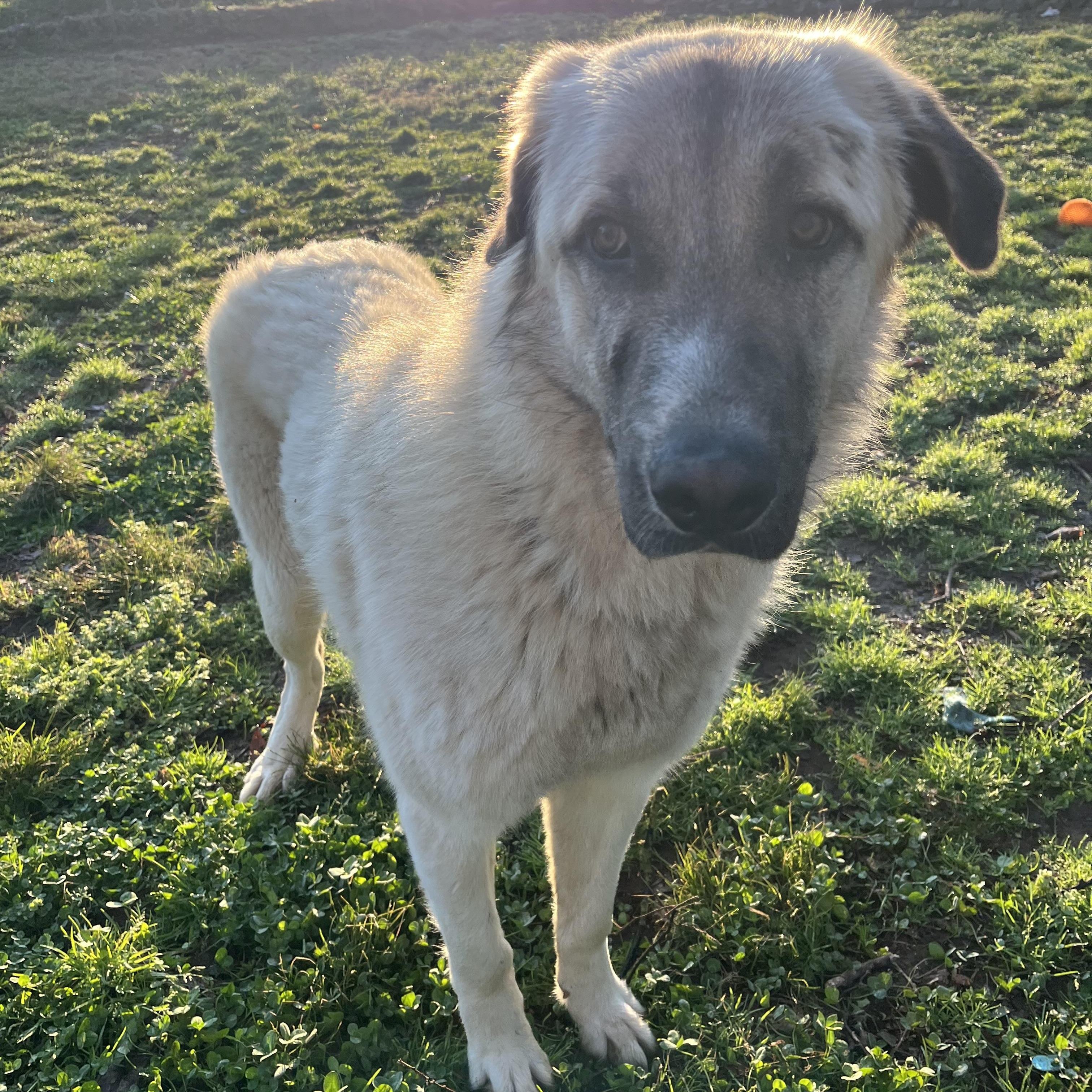 Enlarge Baloo, an adopted Anatolian Shepherd in Loudon, TN image 4/4