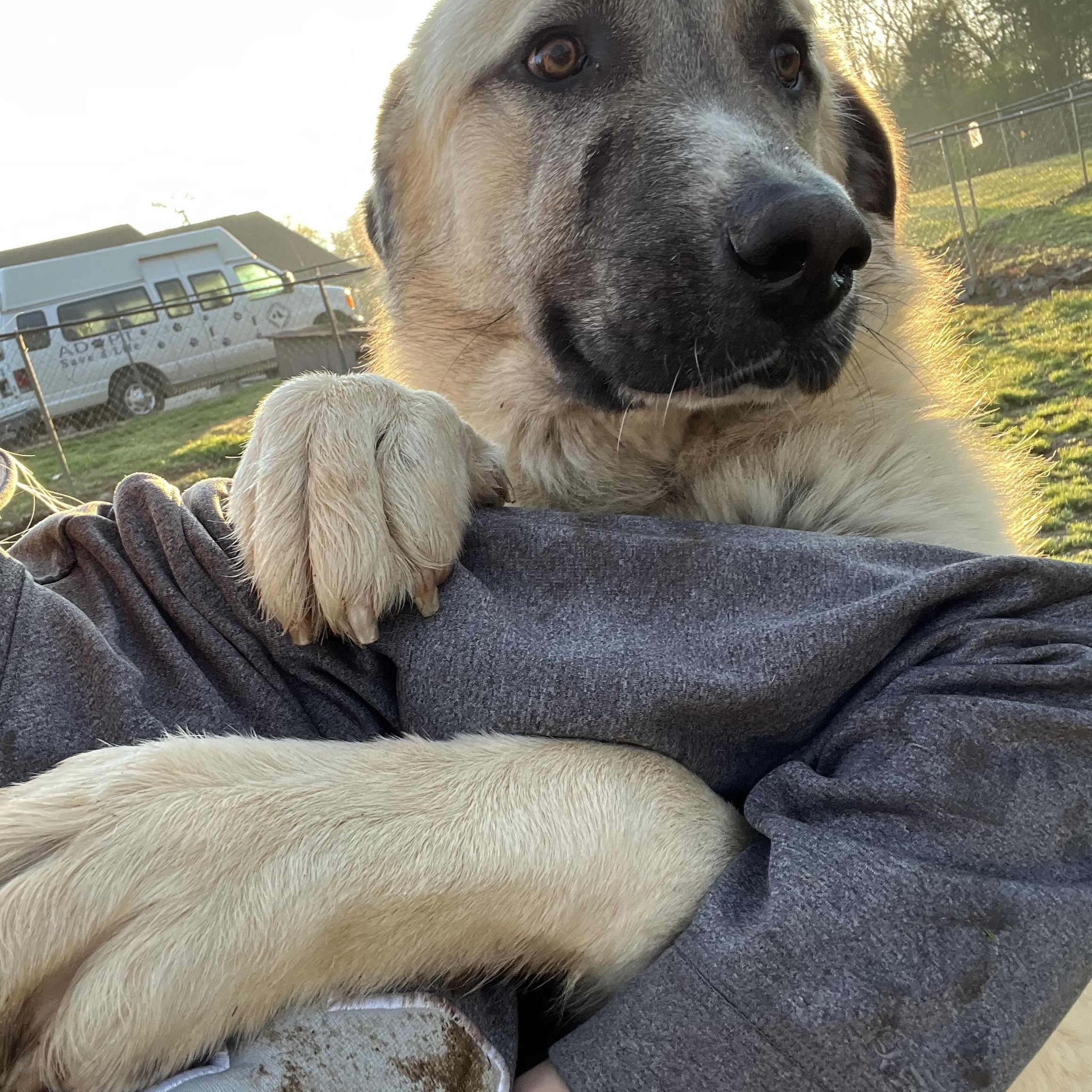 Enlarge Baloo, an adopted Anatolian Shepherd in Loudon, TN image 1/4