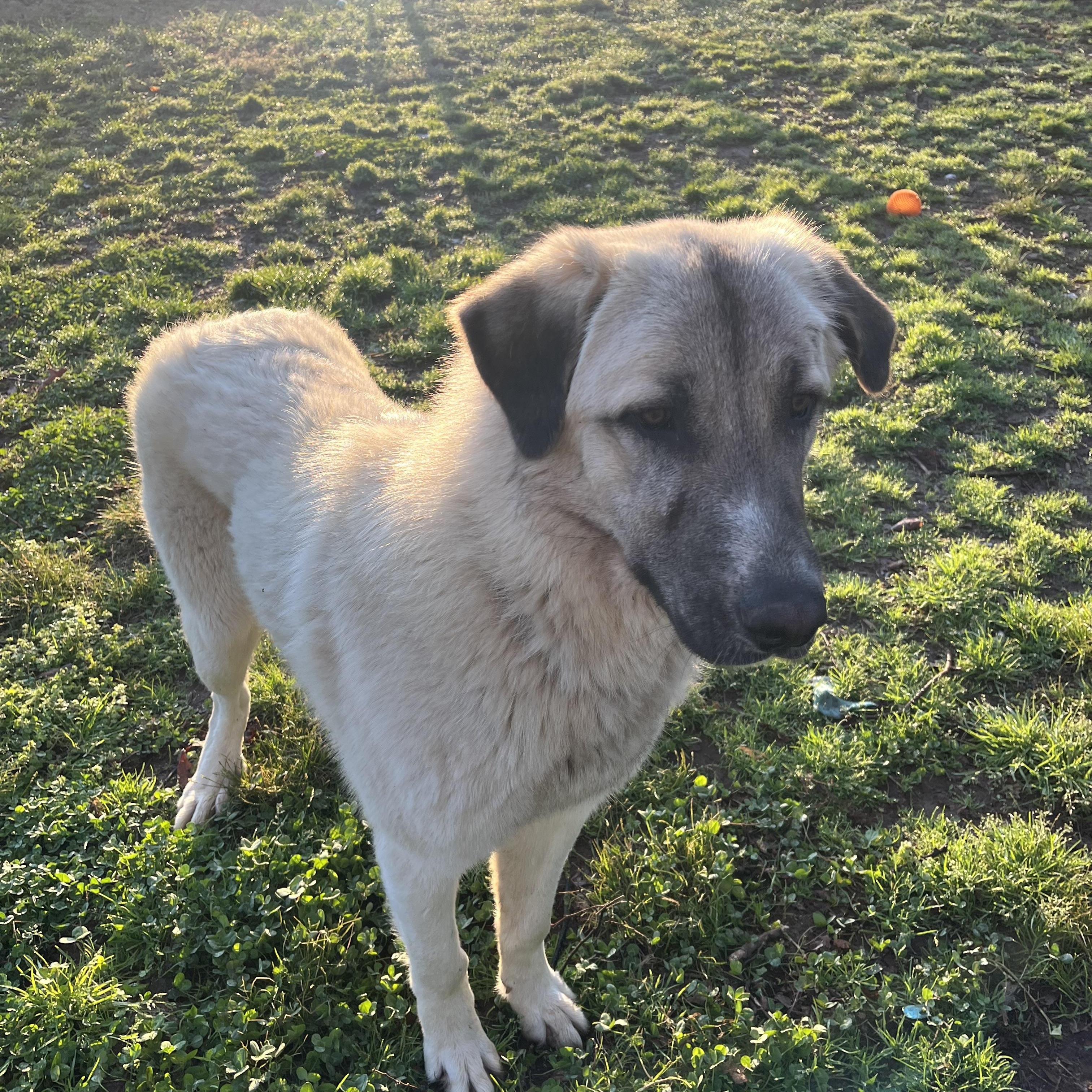 Enlarge Baloo, an adopted Anatolian Shepherd in Loudon, TN image 2/4