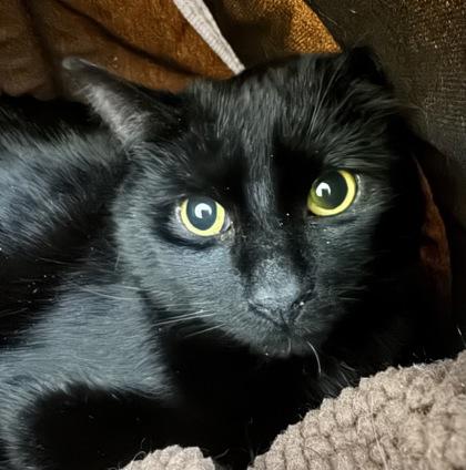 Lloyd, Adoptable, Adult Male Domestic Short Hair & Domestic Short Hair.