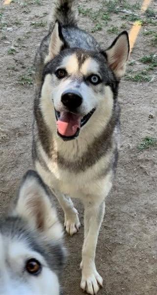 Alaskey