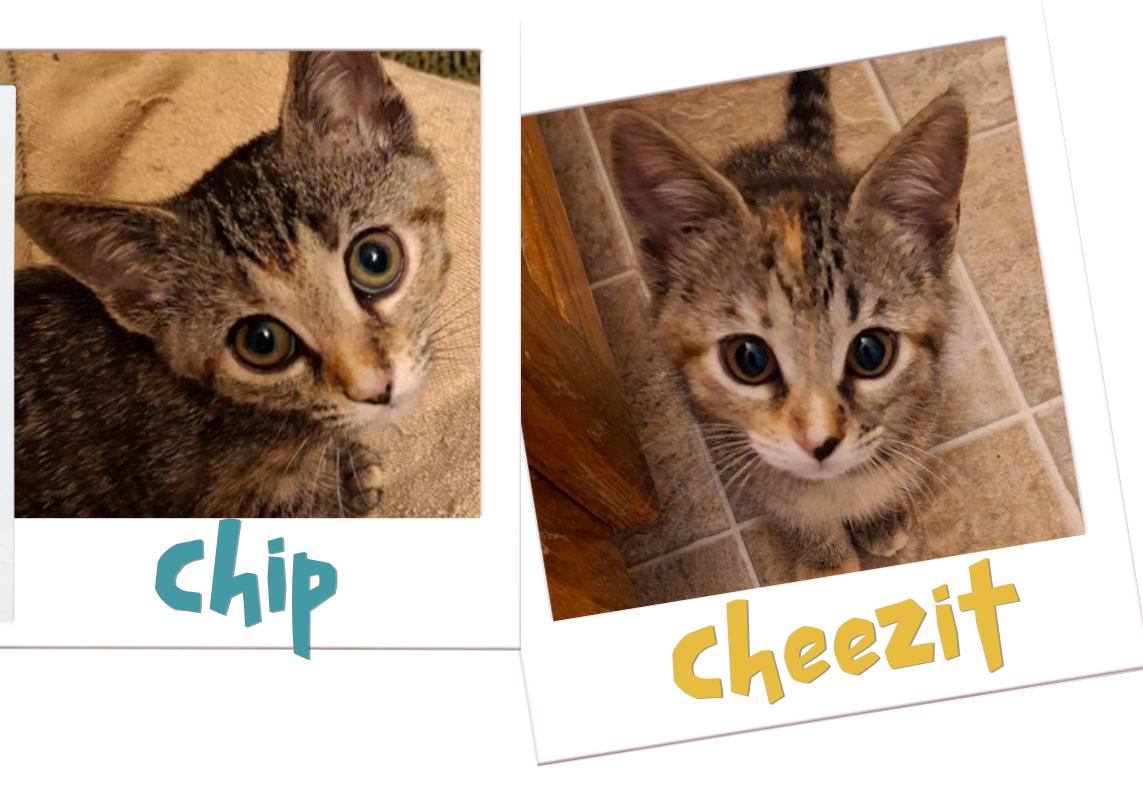 Chip & Cheezit, Baby Female Domestic Short Hair