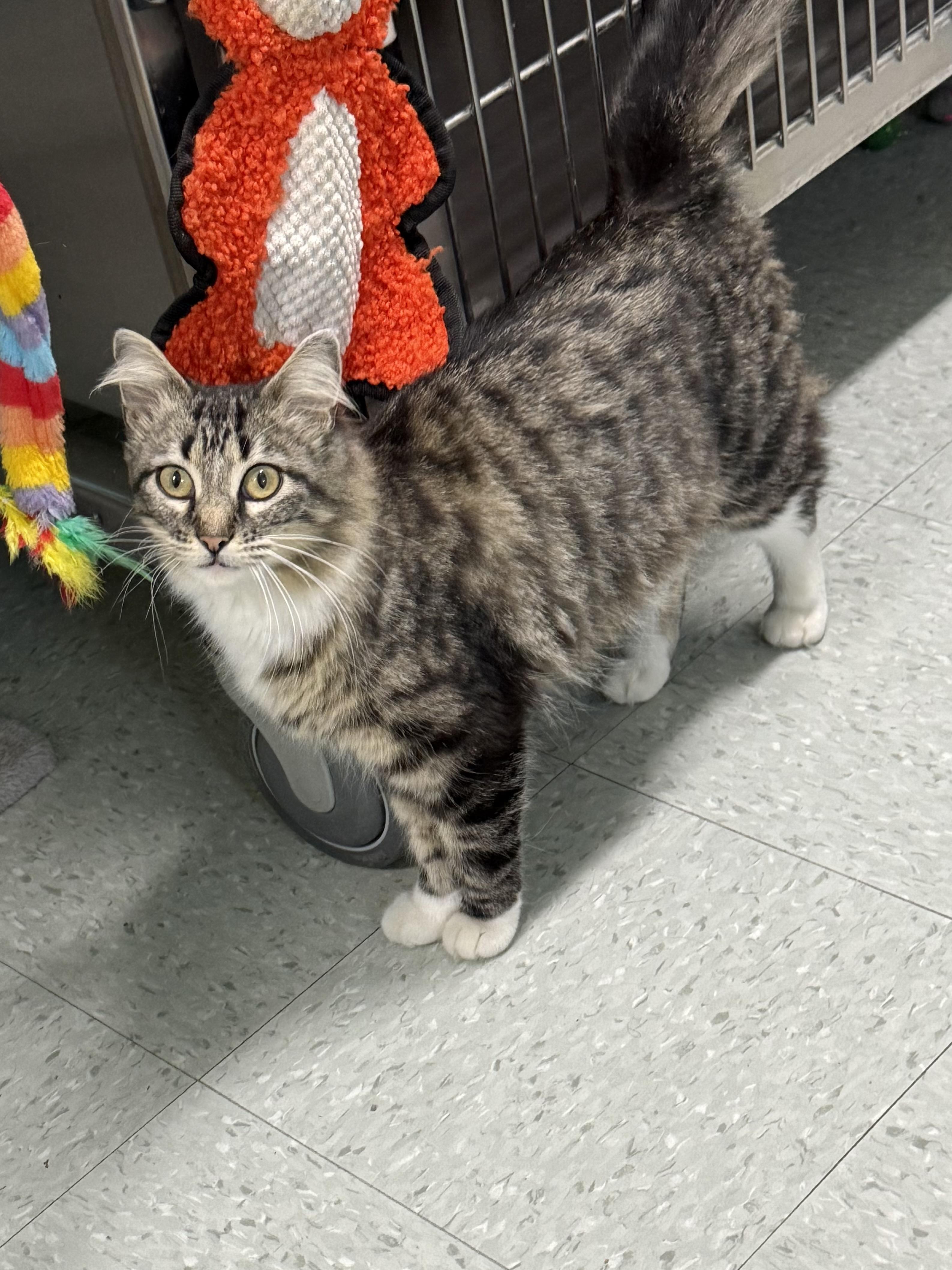 May, a ADOPTABLE Domestic Medium Hair in Jamestown, ND image 2/4