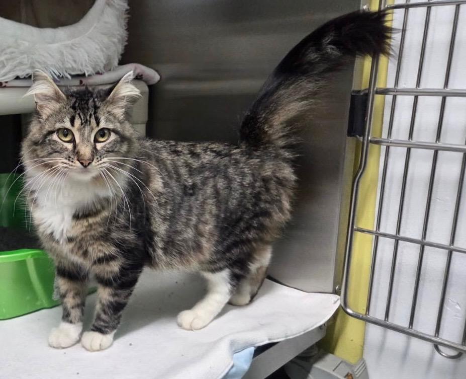 May, a ADOPTABLE Domestic Medium Hair in Jamestown, ND image 3/4