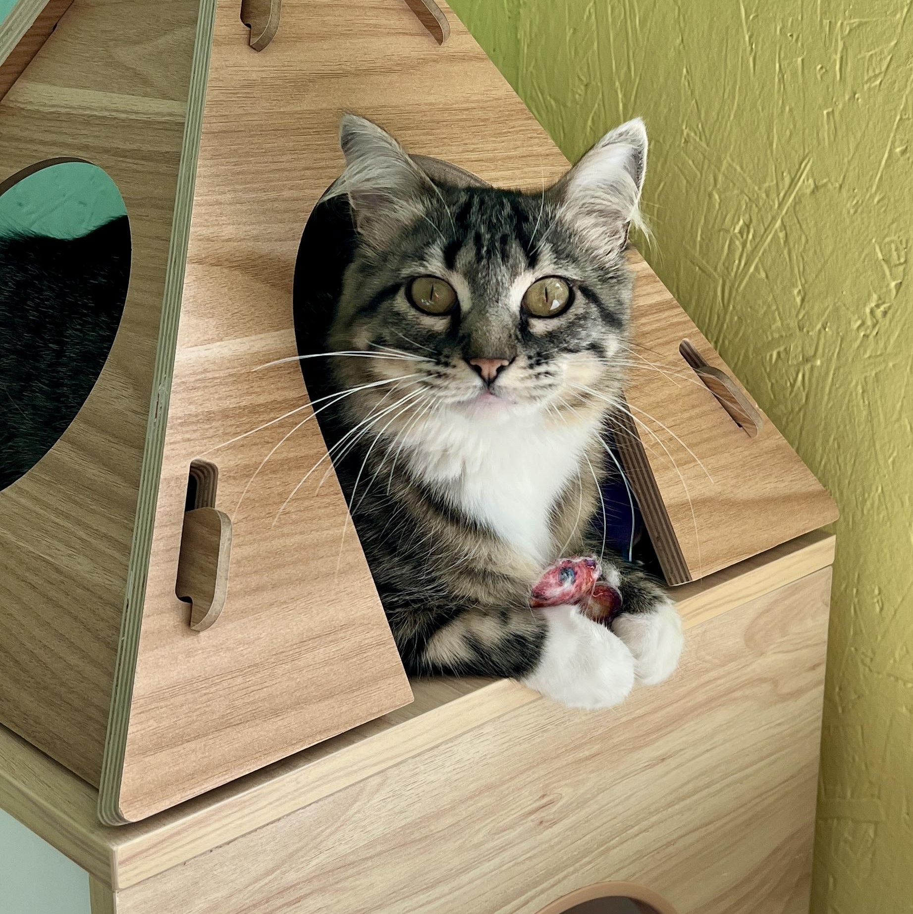May, a ADOPTABLE Domestic Medium Hair in Jamestown, ND image 4/4