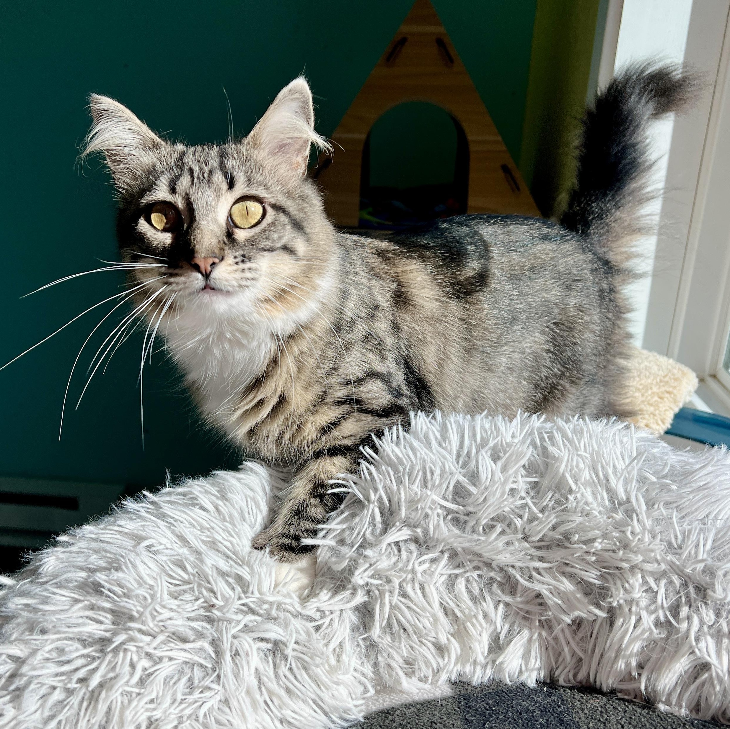 May, ADOPTABLE, Adult Female Domestic Medium Hair.