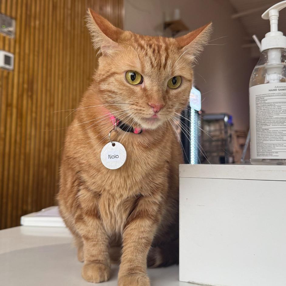 Nala, Adoptable, Adult Female Domestic Short Hair.