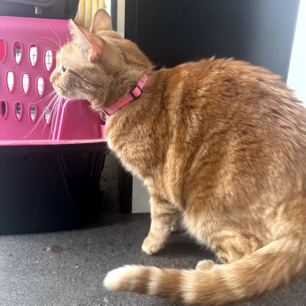 Nala, a Adoptable Domestic Short Hair in Katy, TX image 2/2