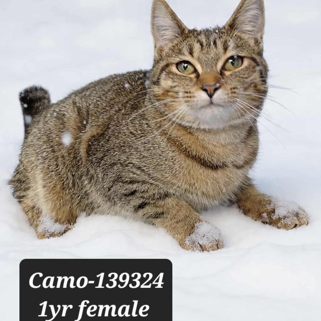 Enlarge Camo, a Adoptable Domestic Short Hair in New Tazewell, TN image 1/1