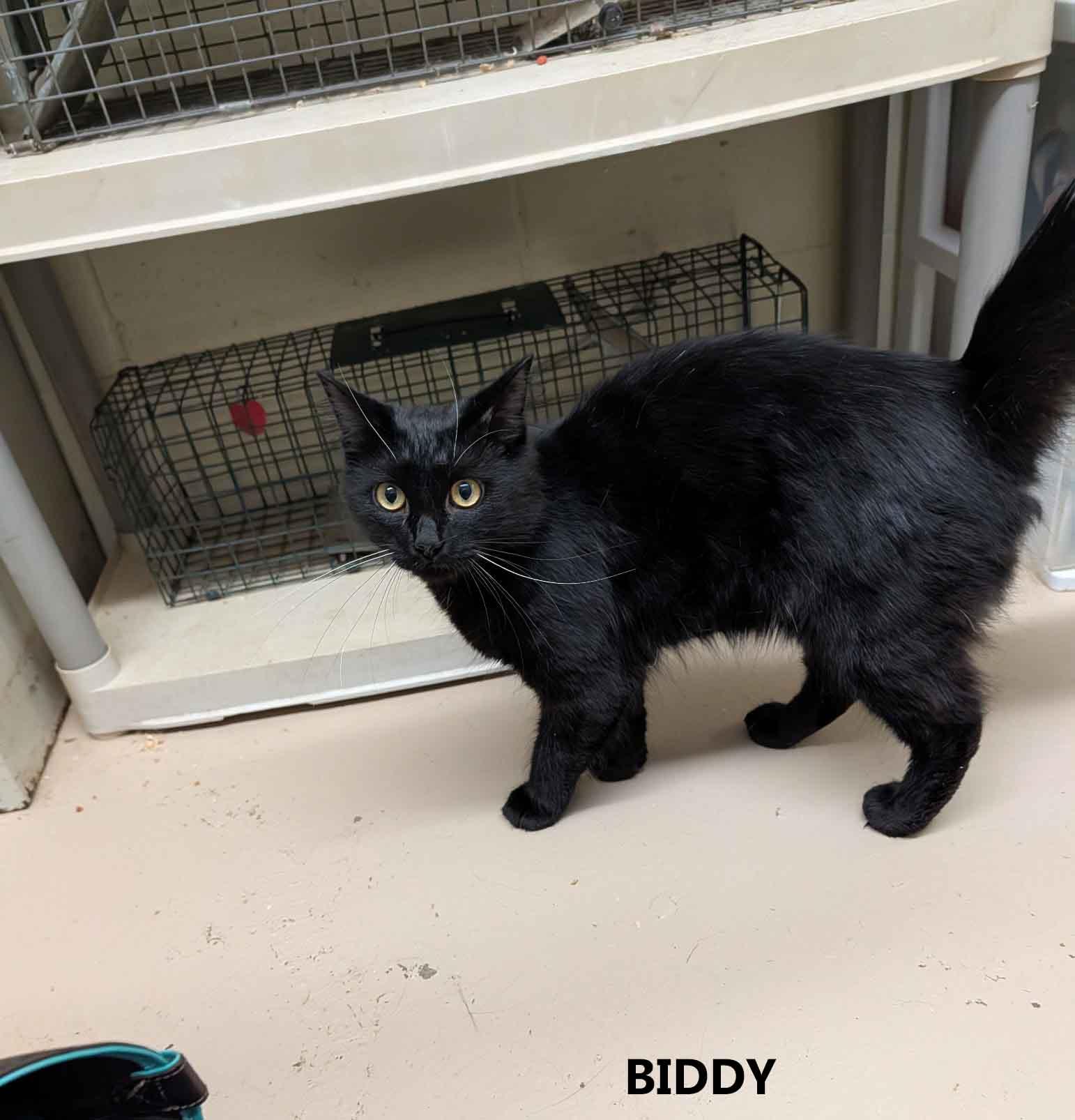 Biddy, ADOPTABLE, Young Male Domestic Long Hair.