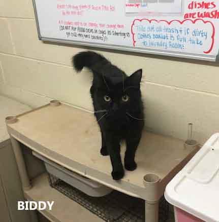 Enlarge Biddy, a ADOPTABLE Domestic Long Hair in Washington, GA image 2/2