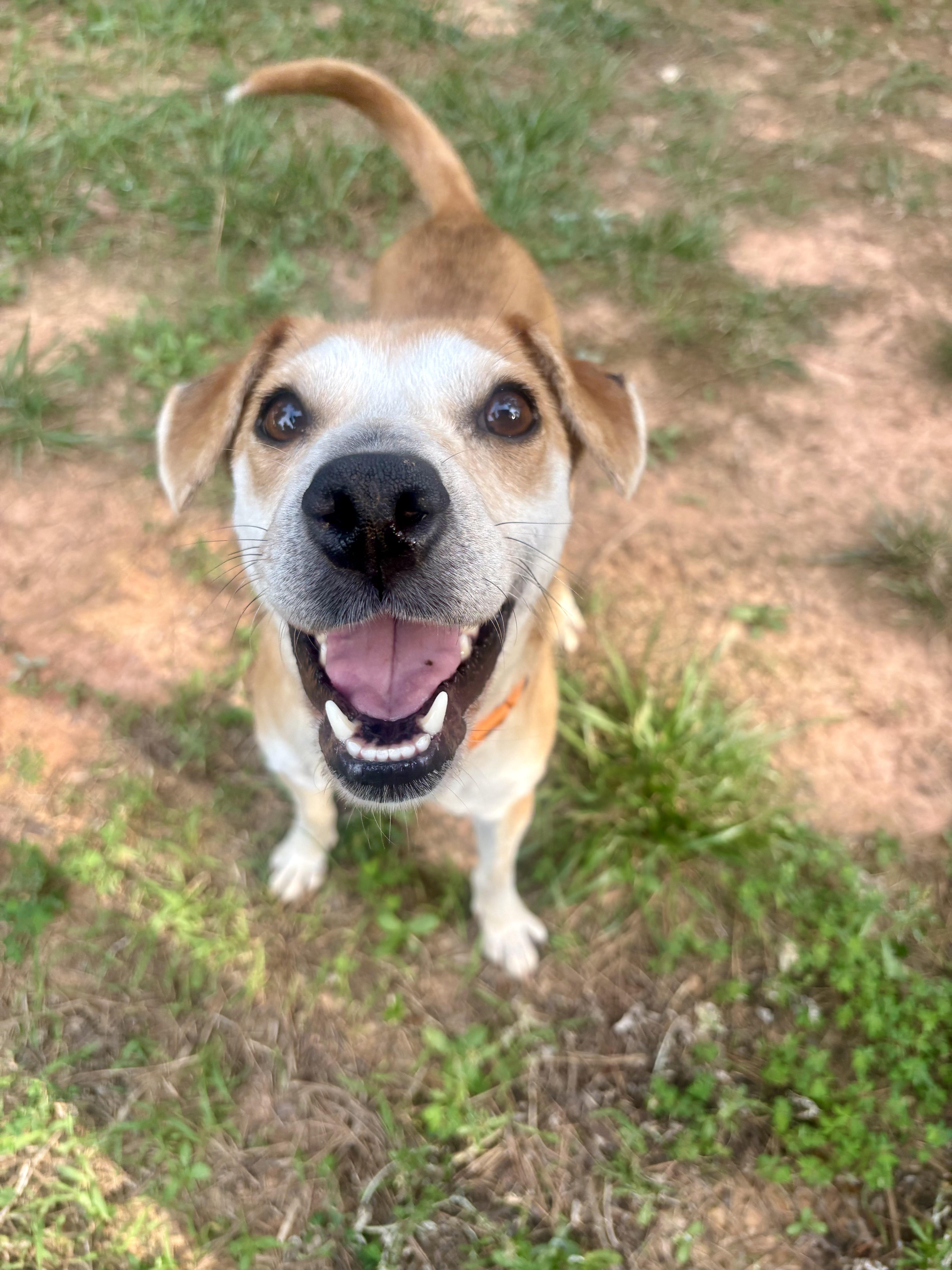 Abbie, ADOPTABLE, Young Female Beagle.