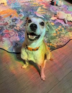 Abbie, an adoptable mixed breed in Waxhaw, NC image 4/5