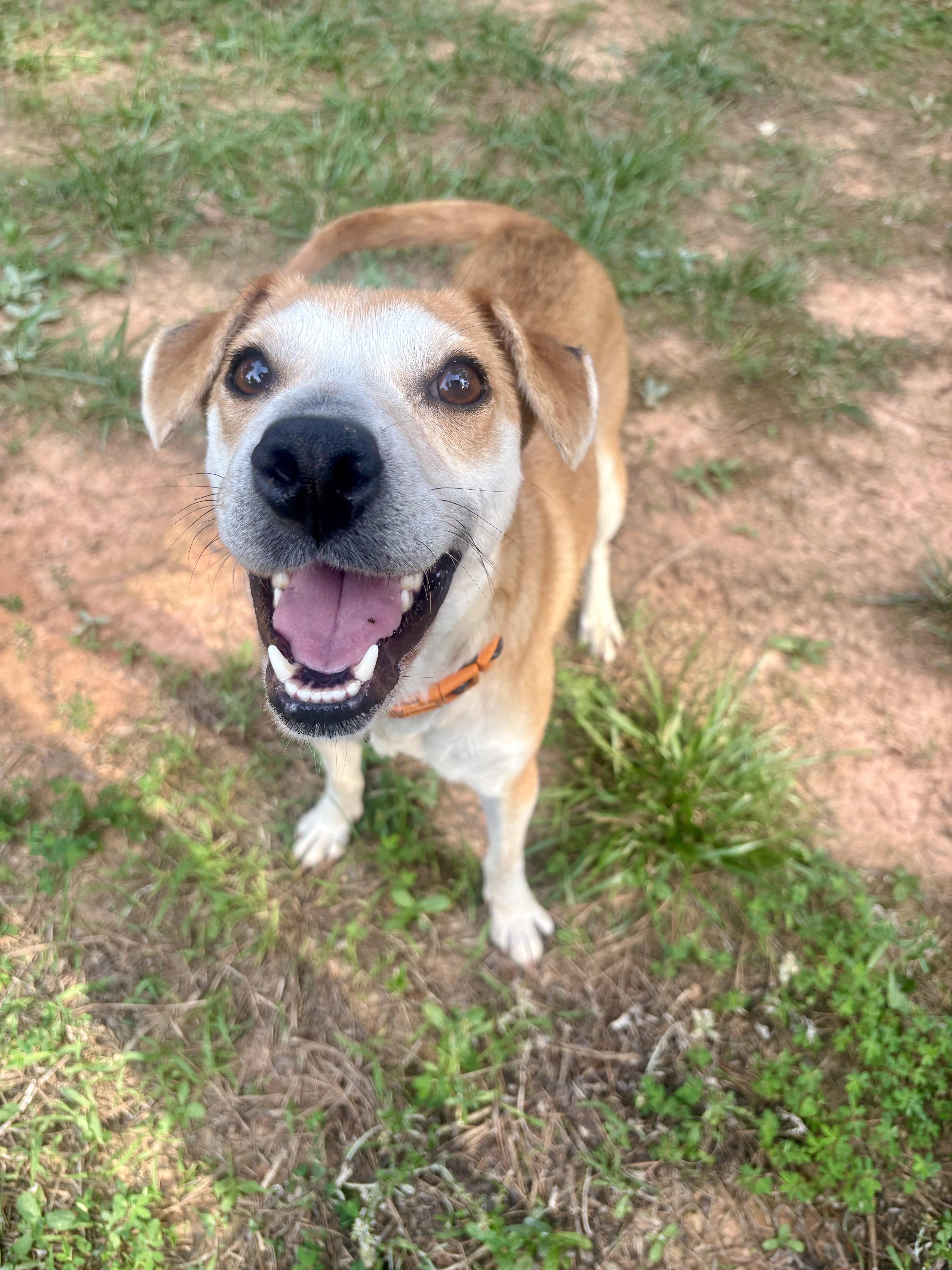 Abbie, a ADOPTABLE mixed breed in Waxhaw, NC image 2/2