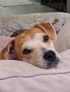 Abbie, adoptable, Young Female Beagle.