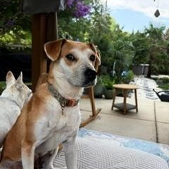 Abbie, an adoptable mixed breed in Waxhaw, NC image 5/5