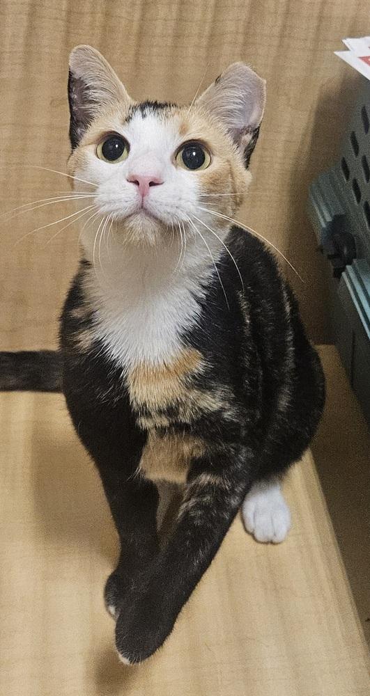 Kiki, a Adoptable Domestic Short Hair in Wilson, NC image 1/2