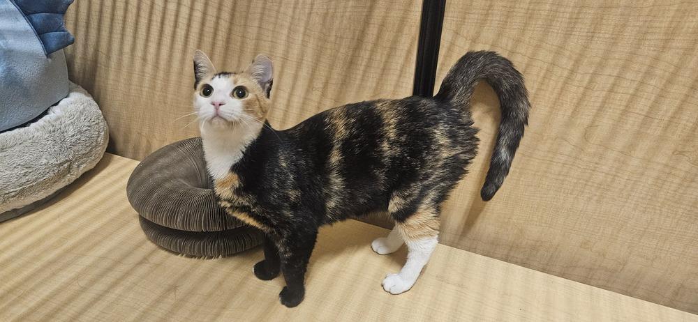 Kiki, a Adoptable Domestic Short Hair in Wilson, NC image 2/2