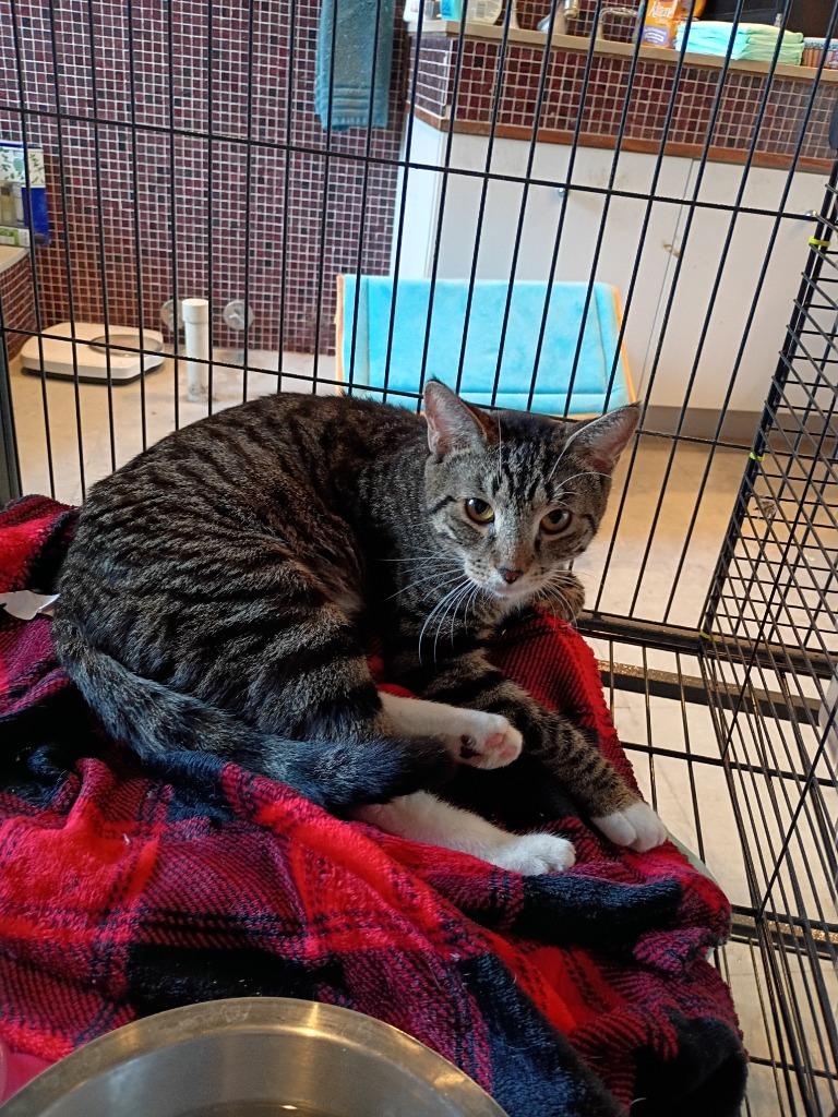 Hannah- Tabby, Adoptable, Young Female Domestic Short Hair.