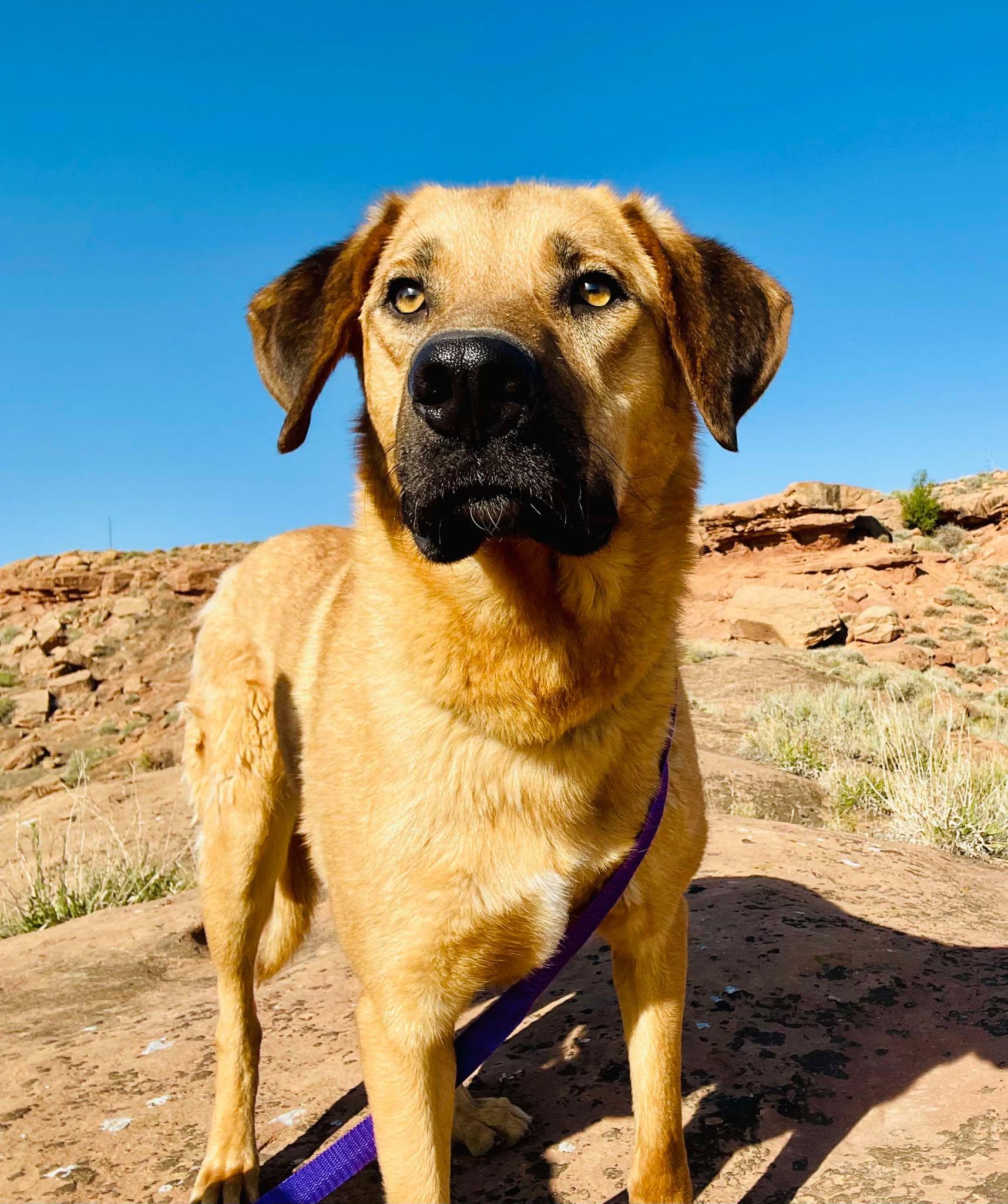 Enlarge Pedro, a other mixed breed in Roosevelt, UT image 1/5