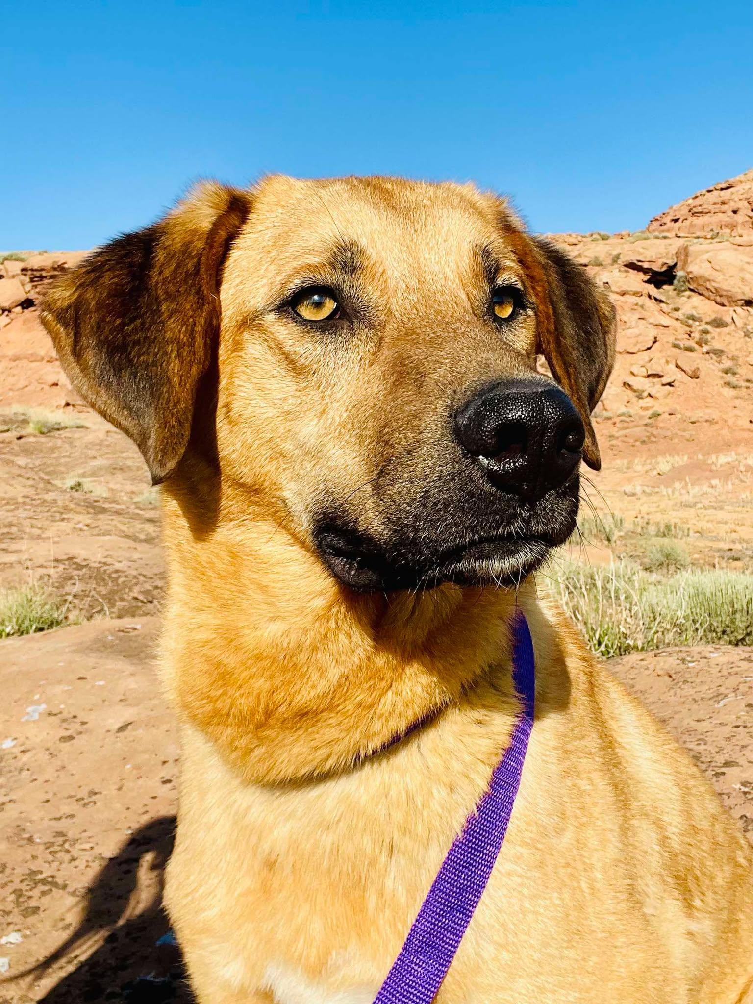 Enlarge Pedro, a other mixed breed in Roosevelt, UT image 4/5