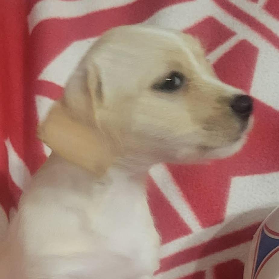 Trinity, Adoptable, Puppy Female Chihuahua & Terrier.
