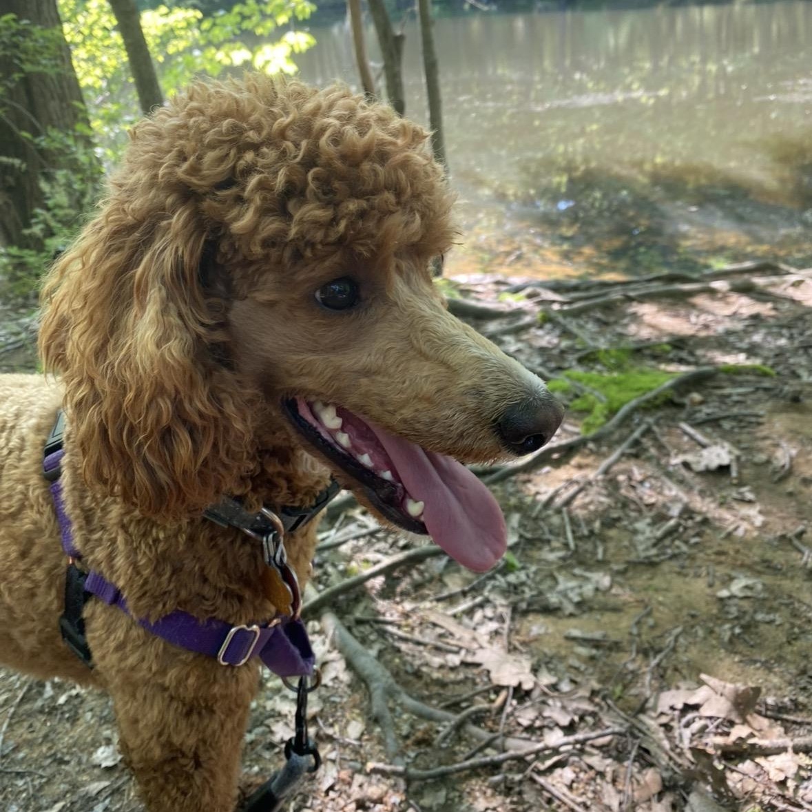 Ember-Courtesy Posting, a ADOPTABLE mixed breed in Somerville, MA image 4/5