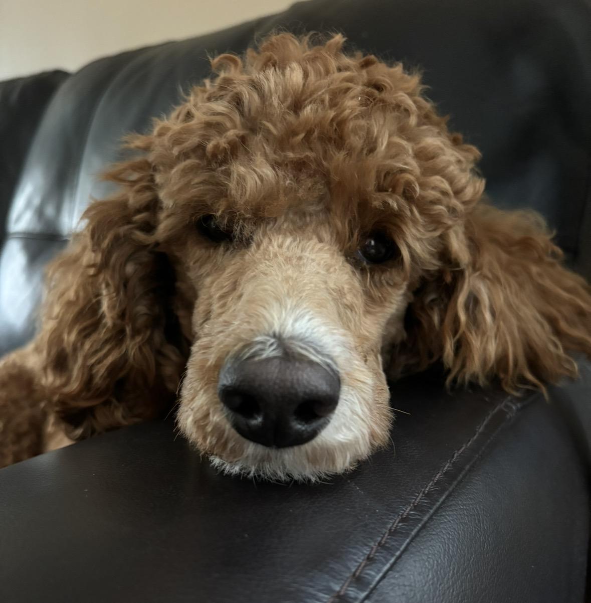 Ember-Courtesy Posting, ADOPTABLE, Young Female Poodle & Standard Poodle.