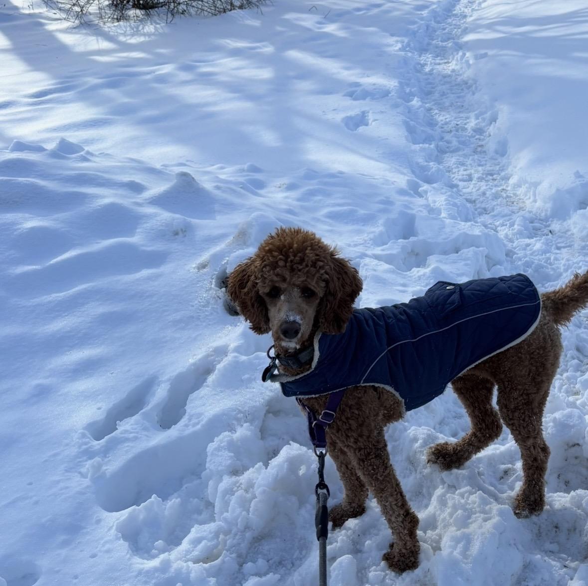 Ember-Courtesy Posting, a ADOPTABLE mixed breed in Somerville, MA image 2/5