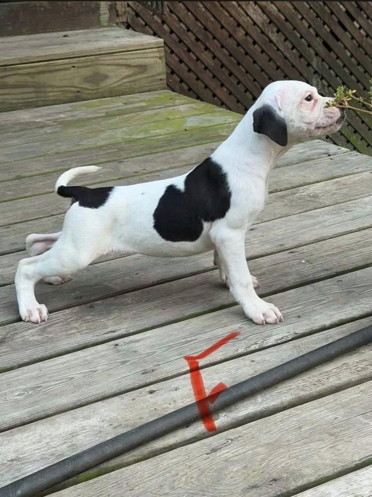 Nellie, Adoptable, Puppy Female American Bulldog.