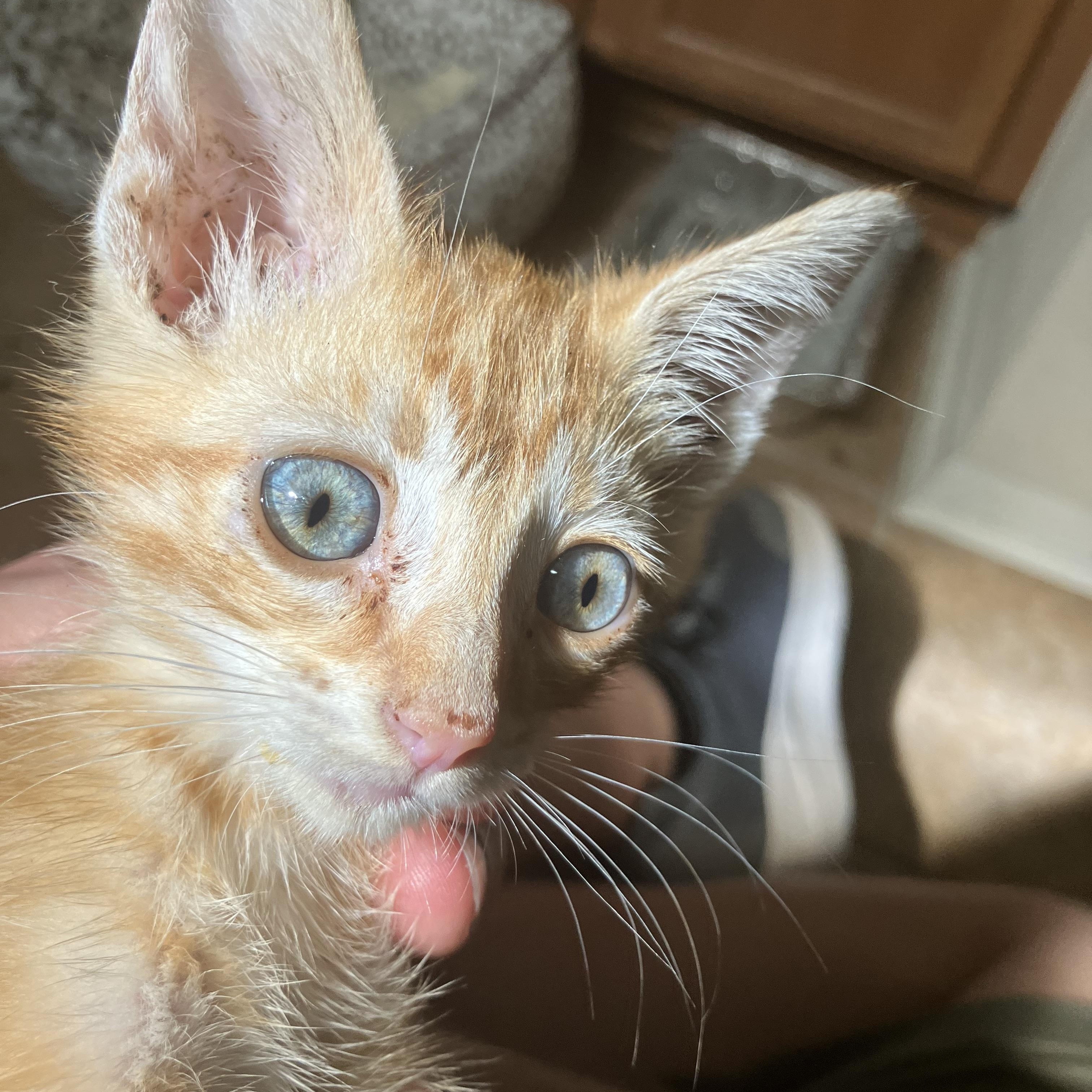 Alex, an adopted Domestic Short Hair in San Antonio, TX image 2/3