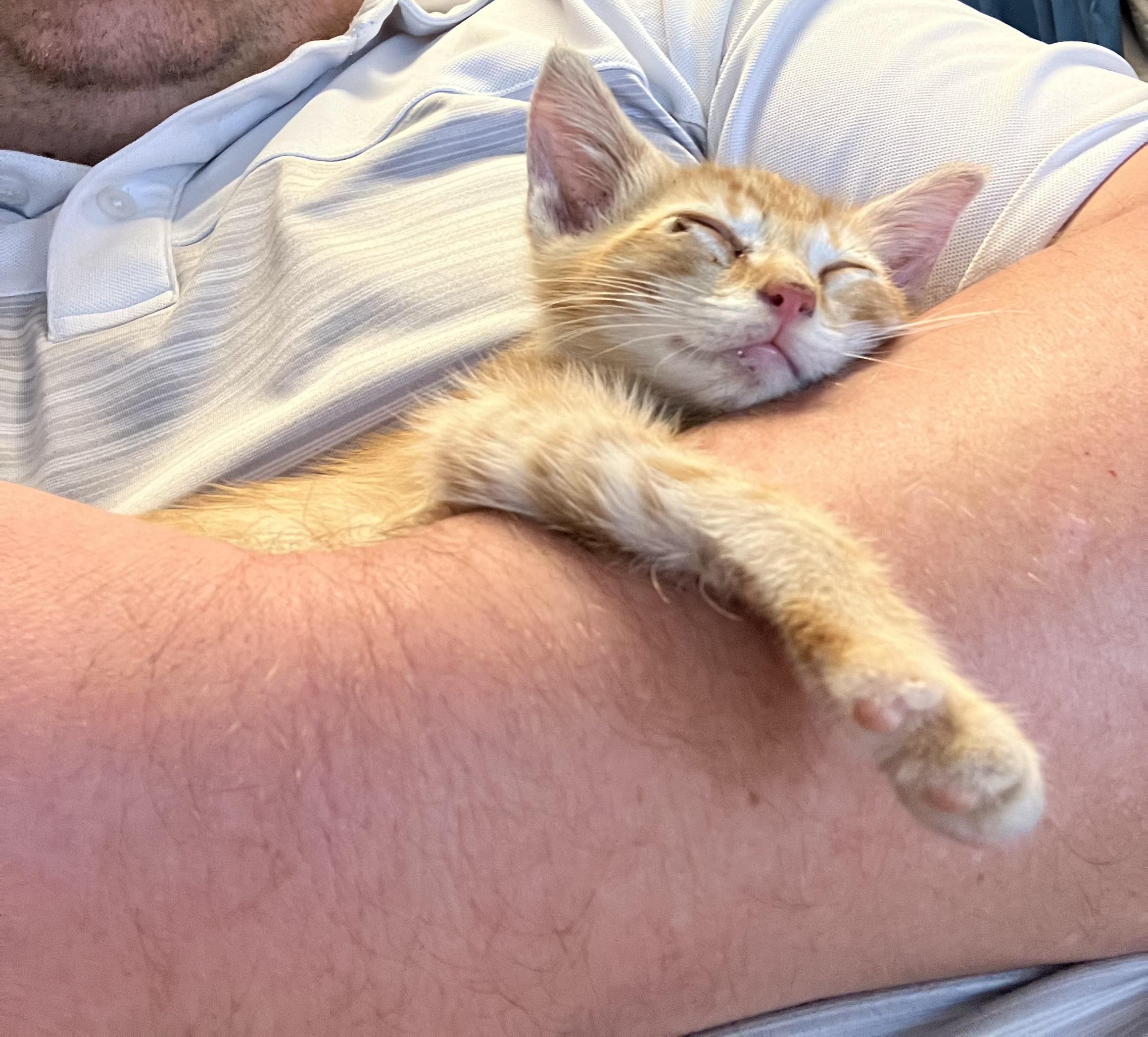 Alex, an adopted Domestic Short Hair in San Antonio, TX image 1/3