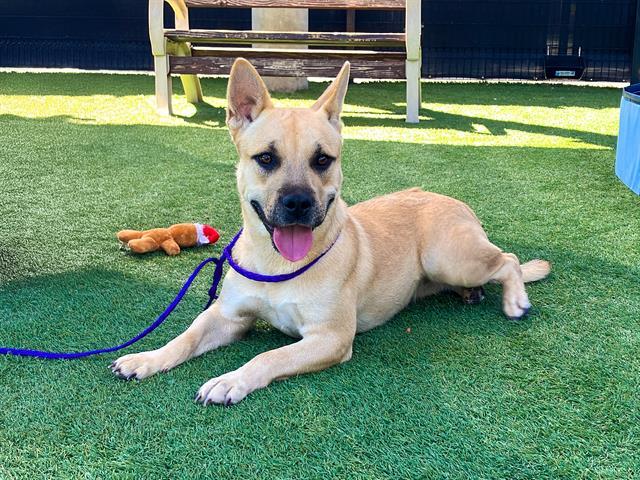 Enlarge GINA, a Adoptable mixed breed in Tustin, CA image 1/2