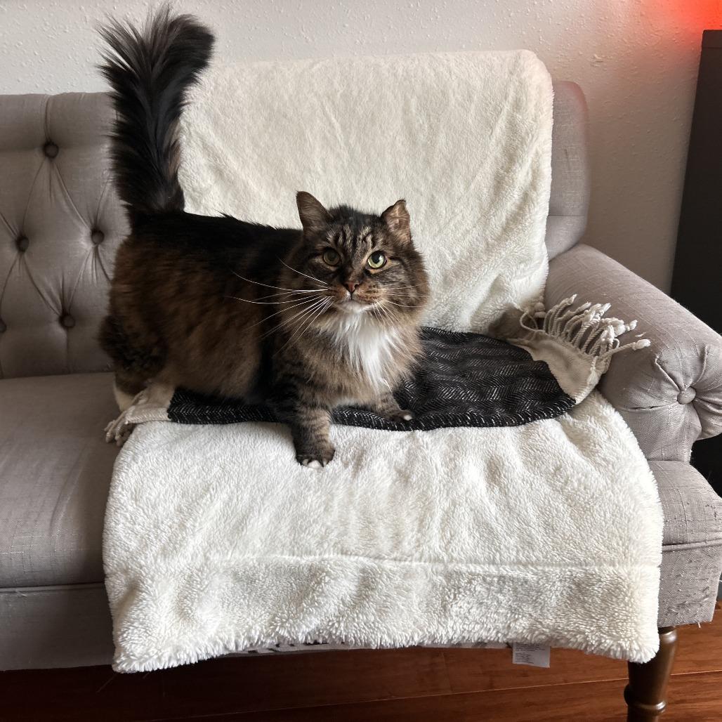 Baby Girl, Adoptable, Senior Female Domestic Medium Hair.