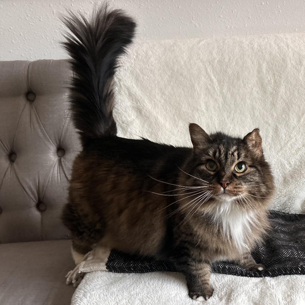 Enlarge Baby Girl, a Adoptable Domestic Medium Hair in Washougal, WA image 2/3