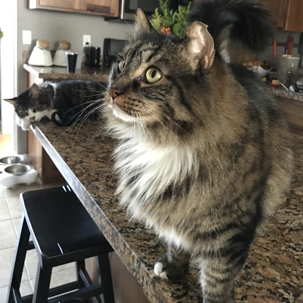 Enlarge Baby Girl, a Adoptable Domestic Medium Hair in Washougal, WA image 3/3