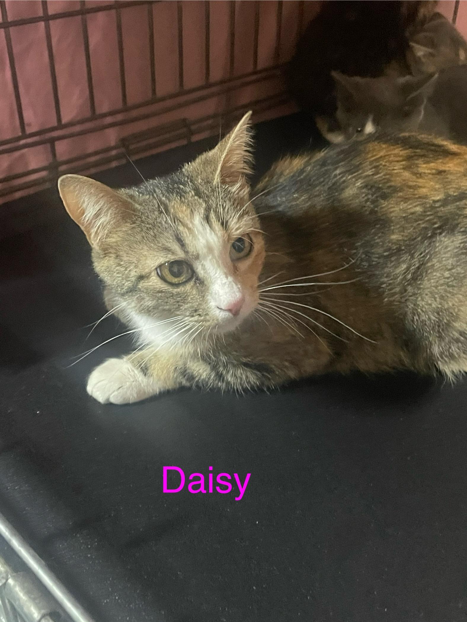 Daisy, an adoptable Calico in Billings, MT, 59101 | Photo Image 1
