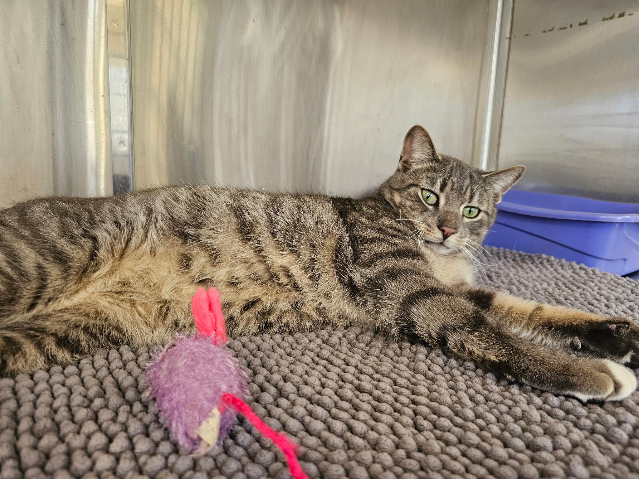 Jax, a ADOPTABLE Domestic Short Hair in Woodbridge, CT image 1/3