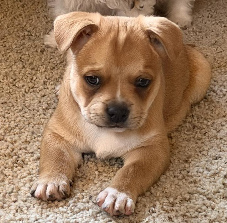 Butterball, ADOPTABLE, Puppy Male French Bulldog & Pug.
