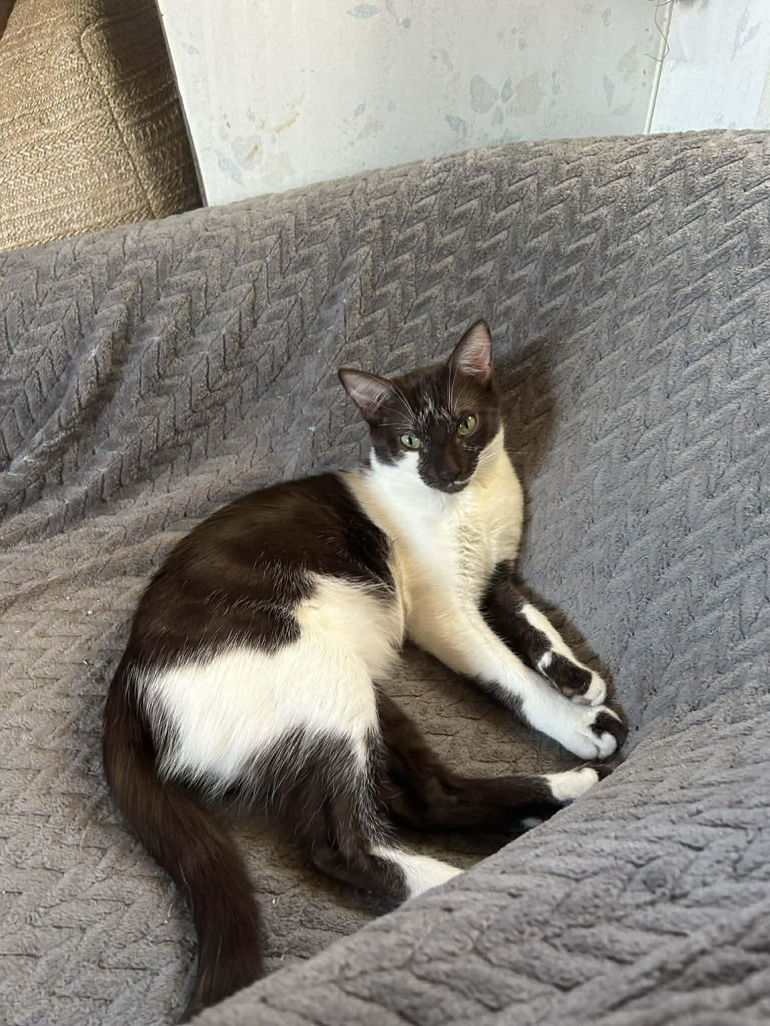 Enlarge Duva, a ADOPTABLE Domestic Short Hair in Oceanside, CA image 4/4