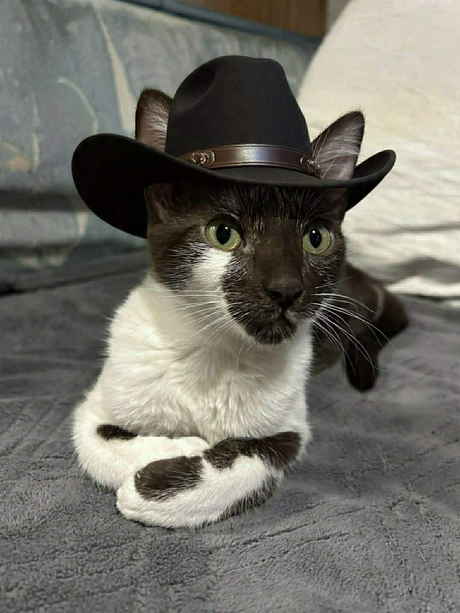 Enlarge Duva, a ADOPTABLE Domestic Short Hair in Oceanside, CA image 2/4