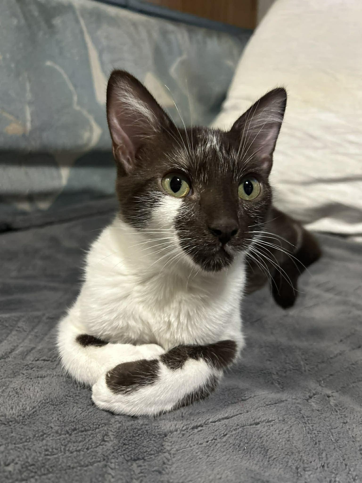 Duva, ADOPTABLE, Adult Female Domestic Short Hair.